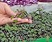 foto Microgreens - Cavolo rosso - foglie giovani dal gusto eccezionale - semi