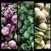 foto SEMI PLAT FIRM- (400) commestibili semi di verdure asiatica rotonda bianco, viola Thai melanzana (Solanum Melongena) da Kitchenseeds