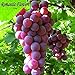 foto PLAT firm-SEMI 30 semi/Pack, uva Frutta Seme Seme Albero da frutto piantine in vaso Piantine Kyoho di semi d'uva rossa Menzione Bambino