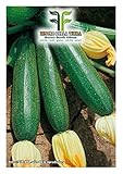 40 C.ca Semi Zucchino Ambassador Hybrid - Cucurbita Pepo In Confezione Originale Prodotto in Italia - Zucchine foto / EUR 7,40