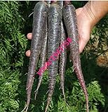 Pinkdose 500 pezzi nero carota Semi viola Sun carota Semi Heirloom semi di verdure per le piante giardino di casa foto / 