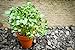 foto Shoopy Star Semi per germogli - marrone senape (Brassica juncea) - - 12000 semi