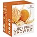 foto Juicy FRUTTA SEME Kit per far crescere SCATOLA REGALO DA Thompson & Morgan - 5 Fresh flavoursome FRUTTA to Grow ;Fragola,melone ,Rabarbaro ,Physalis & Pomodoro SEMI