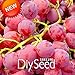 foto SEMI PLAT firm-Nuovo arrivo! 100 pc/pacchetto rosso dolce semi d'uva avanzata Frutta Seme naturale crescita uva Delicious giardinaggio piante da frutto, 66HFVK