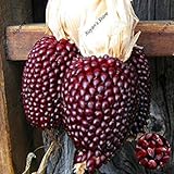 20pcs rosso semi di mais fragola mais popcorn semi di ortaggi freschi senza semi di piante OGM giardino della fattoria Famiglia foto / 