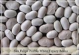 San Felipe Pueblo Bianco tepary fagioli Semi, Phaseolus acutifolius - Fagioli rampicanti foto / EUR 10,99