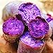 foto Visa Store Porpora: Davitu 20Pcs / Bag Semi di patate dolci Cibo fresco Vegetali da giardino Piante da giardino Rosso semi di patate viola - (Colore: Viola)