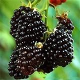 20pcs SEMI PLAT FIRM-Nuovo Rosso Nero Giallo Lamponi Semi cespuglio di frutta Rubus giardino foto / EUR 12,99