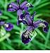 foto Fiore - Iris chrysographes Nero Oro - 50 Semi - Confezione Grande
