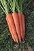 foto Shoopy Star 1500+ Seeds: Semi di Carota: Danvers 126 Carrot Seed Seed Fresh!