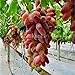 foto Pinkdose Bonsai d'uva in miniatura - Patio Syrah - Vitis Vinifera - Pianta d'appartamento - 20 pezzi - Bonsai di frutta: 6
