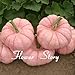 foto Portal Cool 20 Semi di zucca rosa Semi di piante rari Non OGM Delicous Fai da te Sementi di ortaggi