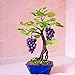 foto Pinkdose Grande vendita!Â Bonsai di vite d'uva in miniatura, 50 pz/pacco, pianta d'appartamento, frutta bonsai, piante grasse bonsai di frutta biologica: 5