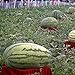 foto Visa Store Davitu 30Pcs Semi di anguria gigante Re nero di tiranno Super Sweet Watermelon Seeds Garden Fruit