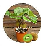 Kiwi semi della frutta, piante in vaso, MIN albero nutrizione è ricca, bella, bonsai, seme di verdure melone - 10 pc / lotto foto / EUR 1,29