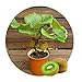 foto Kiwi semi della frutta, piante in vaso, MIN albero nutrizione è ricca, bella, bonsai, seme di verdure melone - 10 pc / lotto