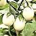 foto Semi di uova d'uovo di melanzane - Solanum melongena