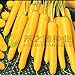 foto AGROBITS 100 semi/pack di semi di carota gialla semi di ravanello verdure