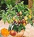 foto 100 mini semi di melone dolce melone albero non GMO-biologica di frutta e semi di ortaggi per il giardino di casa fai da te