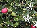 Natal prugna, delizioso fruche esotico da copertura del terreno snacking !! Plant, 10 semi foto / EUR 10,99
