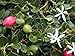 foto Natal prugna, delizioso fruche esotico da copertura del terreno snacking !! Plant, 10 semi