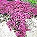 foto Ncient 100 Semi Sementi di Rose Rampicanti Parthenocissus Rock Cress Piante Decorazione Semi Fiori Rari Profumati per Orto Giardino Balcone Interni ed Esterni