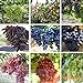 foto Pinkdose 50 semi-misto dita di semi d'uva-Bellezza piantina Nero Verde Arcobaleno-Zuccherino dolce uva frutta rossa per il giardino delle piante-Land Miracle