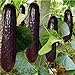 foto Pinkdose bonsai 100 pezzi rari viola cetriolo giapponese nero semi di cetriolo lunghi per la casa giardino semi verdure sane piante non-OGM