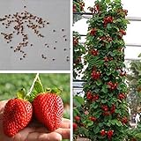 Ncient 20/50/100 Semi Sementi di Fragola Strawberry Trepa Semi Frutti Frutta Rari Profumati per Orto Giardino Balcone Interni ed Esterni foto / EUR 0,99