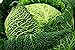 foto Savoy semi di cavolo - Brassica oleracea var. Sabauda