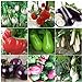 foto Plentree Green Eggplant 30 semi: Heirloom Orto Melanzana semi non OGM Seeds Bianco sopravvivenza organici