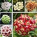 foto Ncient 100 Semi Sementi di Hoya Colore Misto Orchidea di Palla Semi Fiori Rari Profumati Piante per Orto Giardino Balcone Interni ed Esterni