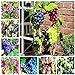 foto Shoopy Star Multi-Colored: 50 pezzi/bag Miniature Grape Vine Organic seeds arcobaleno semi d'uva Pianta succulenta