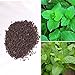 foto BigFamily 1000 pezzi di menta piperita rara semi di erbe menta balsamo foglie di menta viridis