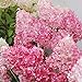foto 20pcs / semi Beauty Bag Fragola Ortensia fiori per il giardino domestico Seminare