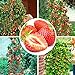 foto 100pcs semi di fragola rampicante fragola semi di piante da frutto giardino domestico
