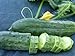 photo David's Garden Seeds Cucumber Slicing Spacemaster GH321 (Green) 50 Non-GMO, Organic Seeds