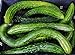 photo David's Garden Seeds Cucumber Asian Suyo Long SL3333 (Green) 50 Non-GMO, Organic Seeds