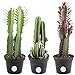 photo Costa Farms Euphorbia Cactus, Live Indoor Plants, Cactus Décor, 7 to 10-Inches Tall, Ships in Grower Pot, 3-Pack Assortment, Fresh From Our Farm