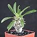 photo Pachypodium Lamerei Rare Madagascar Palm Plant Cactus Cacti Caudex Bonsai 2