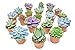 photo Succulent Plants (20 Pack) Fully Rooted in Planter Pots with Soil | Real Live Potted Succulents / Unique Indoor Cactus Decor by Plants for Pets