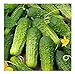 photo David's Garden Seeds Cucumber Pickling Boston SS30098A (Green) 50 Non-GMO, Heirloom Seeds