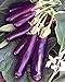 photo Eggplant , Long Purple Eggplant seeds, Heirloom, Organic, Non Gmo, 25 seeds, Garden Seed, Long Purple, Heirloom, Organic, Non Gmo, 25+seeds, Garden Seed