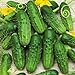 photo Pioneer Cucumber Seeds, 125+ Premium Heirloom Seeds, Gardeners Choice for pickling or fresh, (Isla's Garden Seeds), Non Gmo Organic Survival Seeds, 100% Pure, 90% Germination, Highest Quality!