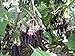 photo Little Fingers Eggplant Seeds - VERY Tasty!!! Huge Yields!!! ..!!!(25 - Seeds)