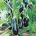 photo NIKITOVKASeeds - Eggplant - Aubergine Almaz - 100 Seeds - Organically Grown - NON GMO