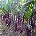 photo Eggplant, Organic, Purple Long Eggplant, Italian Heirloom~ 300 Vegetable Seeds !