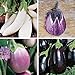 photo Burpee Gourmet Blend Eggplant Seeds 50 seeds