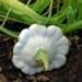 foto Ufo Zucchini Weiß 10 Samen