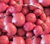 Seed Potatoes for Planting Red Norland Seed Potatoes 10 lbs. photo / $39.97 ($0.50 / Ounce)